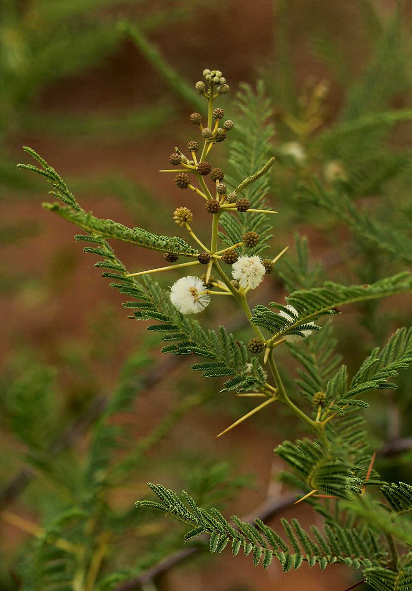Acacia arenaria
