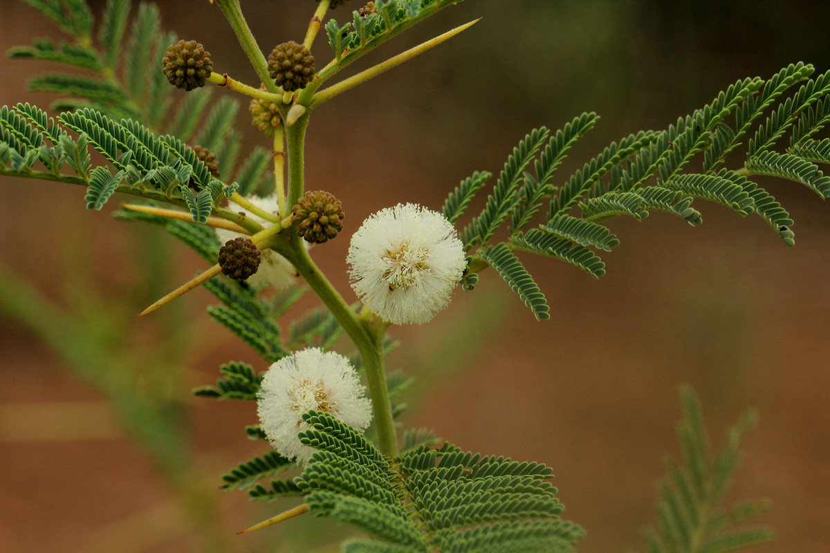 Acacia arenaria