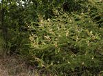 Acacia arenaria