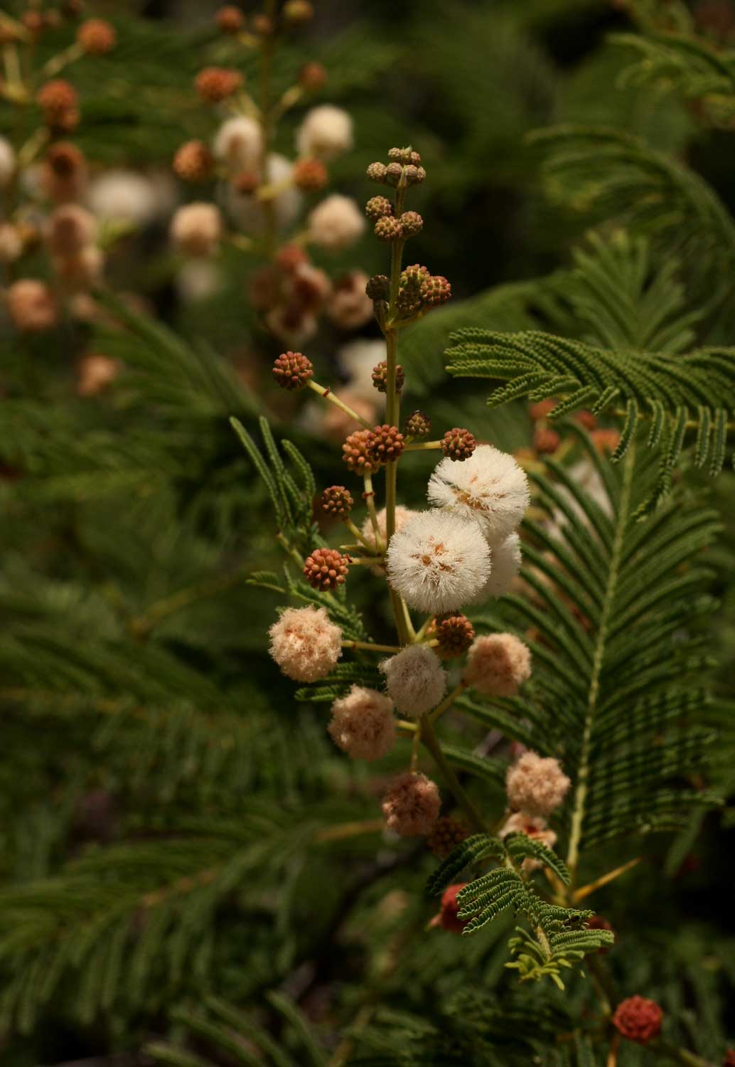 Acacia arenaria