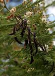Acacia arenaria