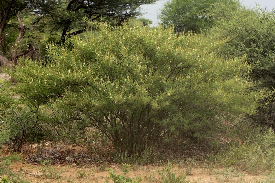 Acacia arenaria