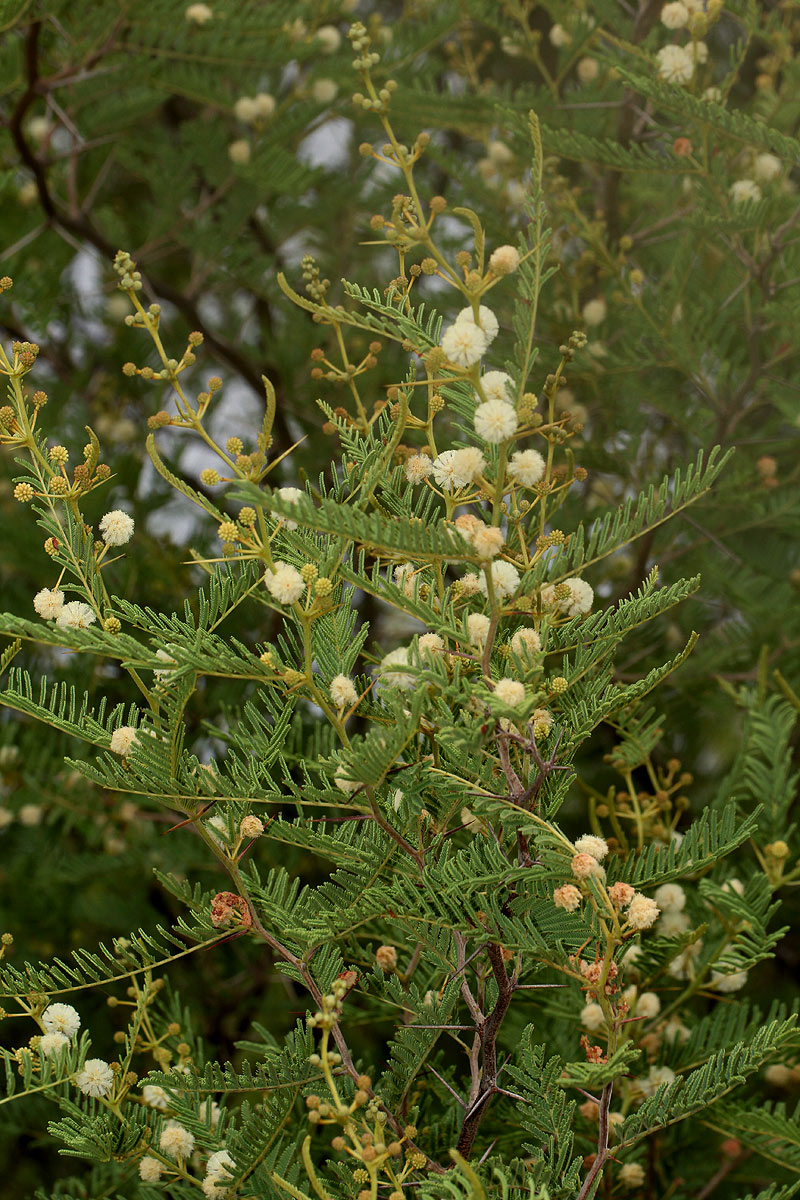 Acacia arenaria