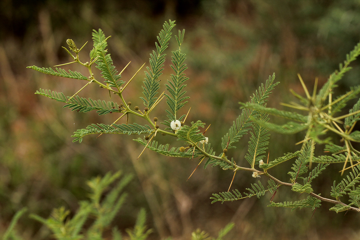 Acacia arenaria
