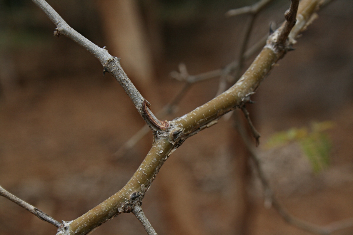 Acacia erubescens
