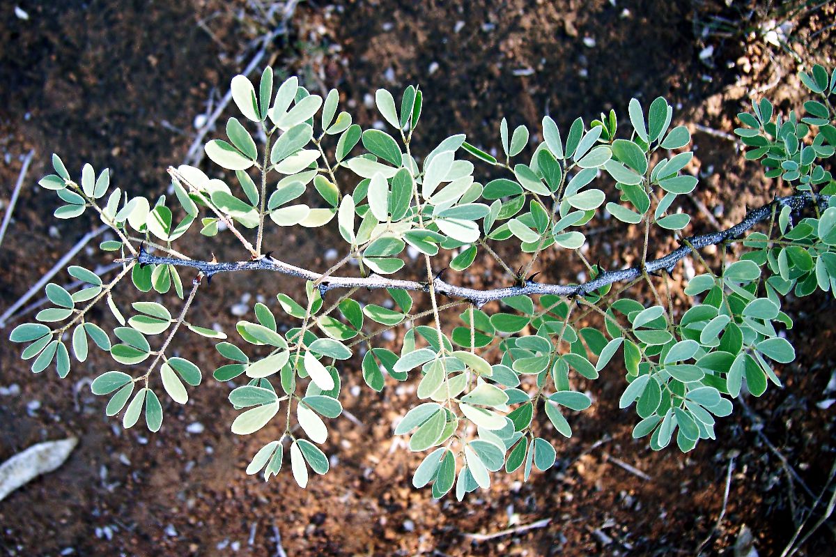 Acacia mellifera subsp. detinens