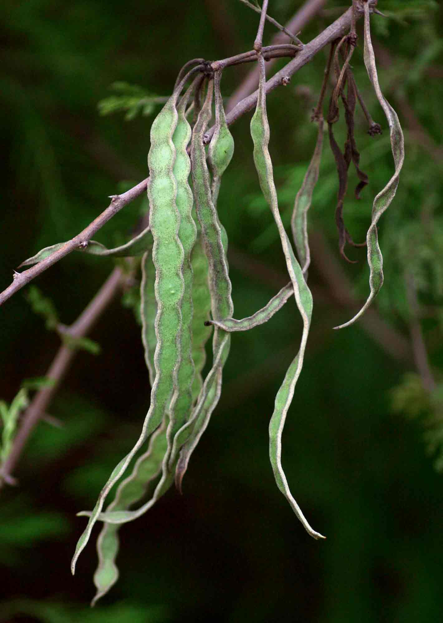 Acacia nilotica subsp. kraussiana