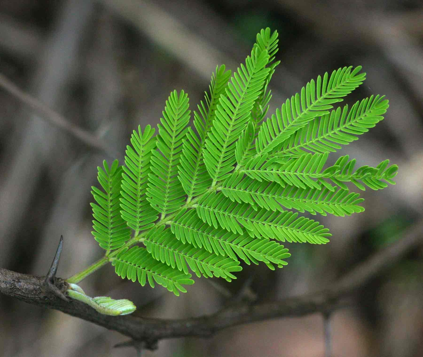 Acacia nilotica subsp. kraussiana