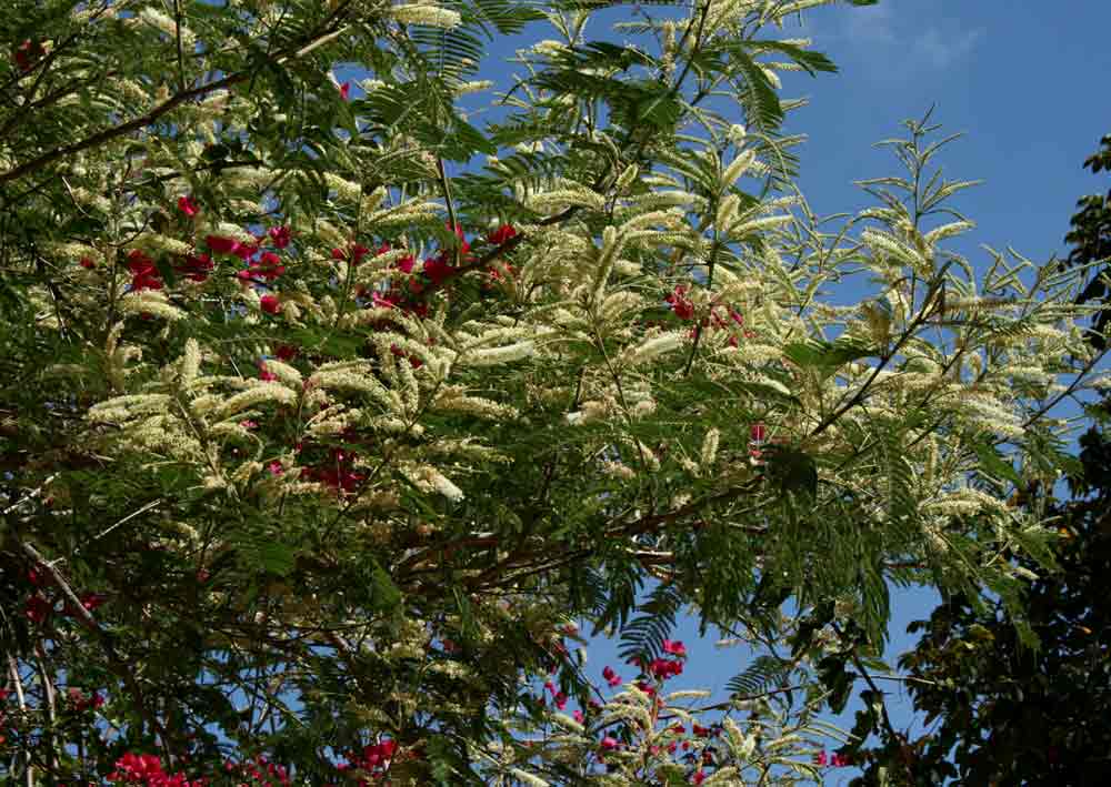 Acacia polyacantha subsp. campylacantha