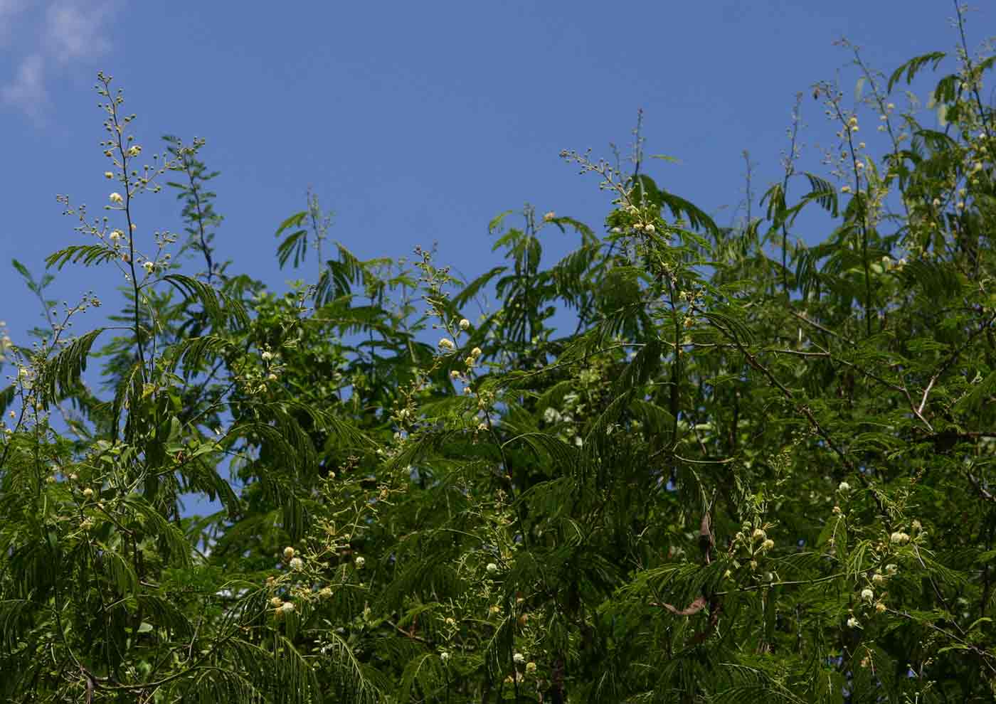 Acacia schweinfurthii