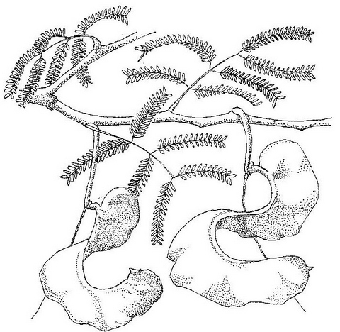 Faidherbia albida Faidherbia albida