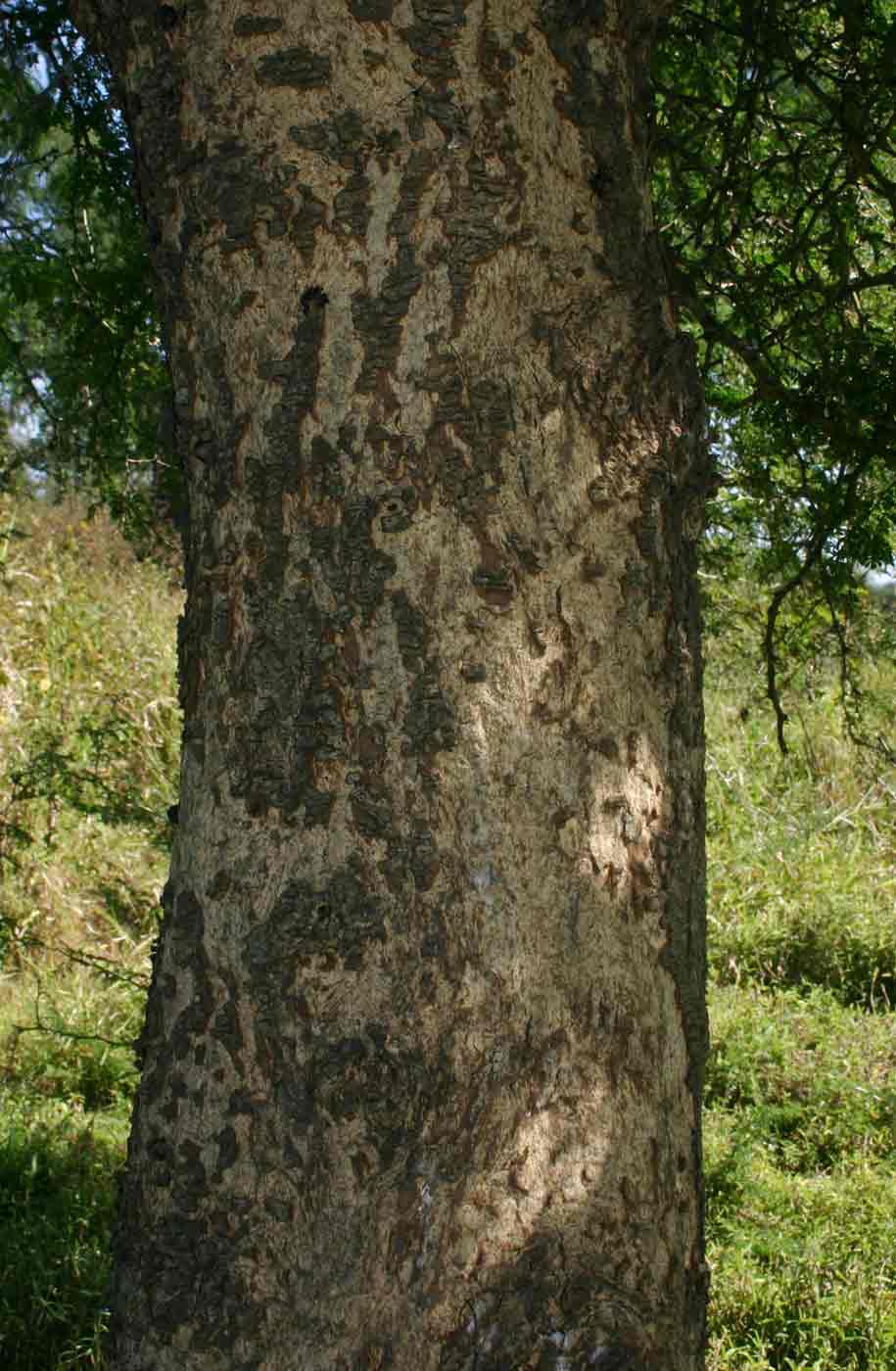 Faidherbia albida Faidherbia albida