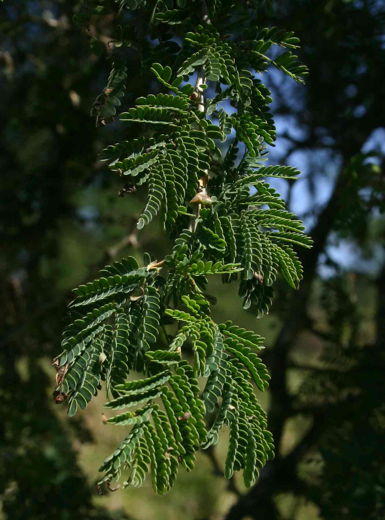 Faidherbia albida Faidherbia albida