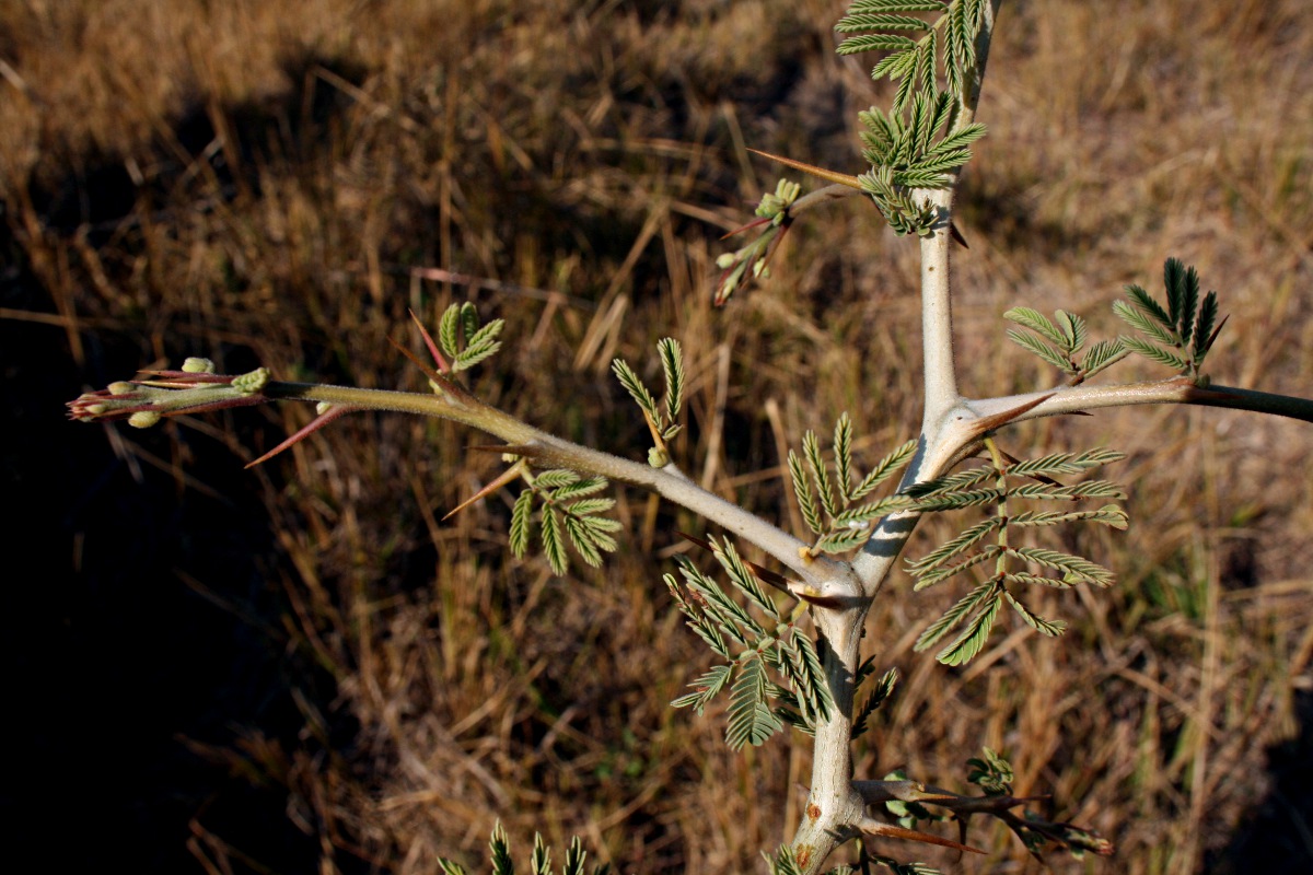 Faidherbia albida Faidherbia albida