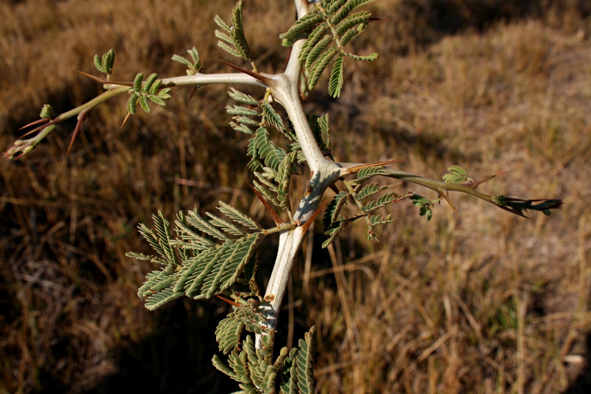 Faidherbia albida Faidherbia albida