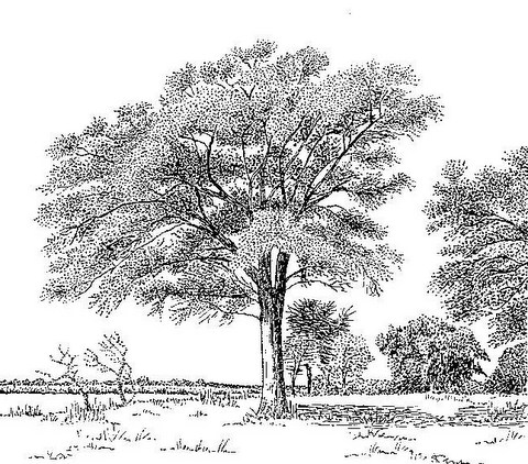 Faidherbia albida Faidherbia albida