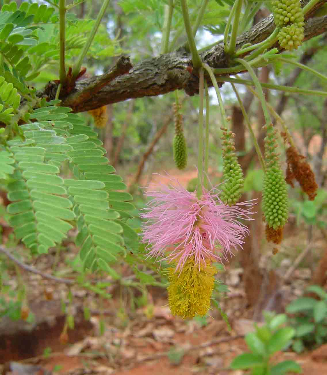 Dichrostachys cinerea Dichrostachys cinerea
