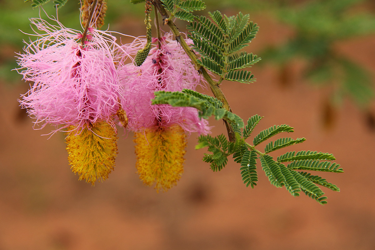 Dichrostachys cinerea Dichrostachys cinerea