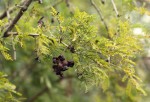 Dichrostachys cinerea