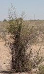 Dichrostachys cinerea