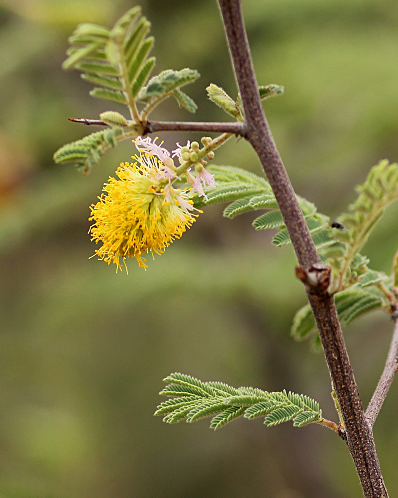 Dichrostachys cinerea Dichrostachys cinerea