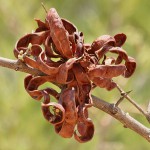Dichrostachys cinerea