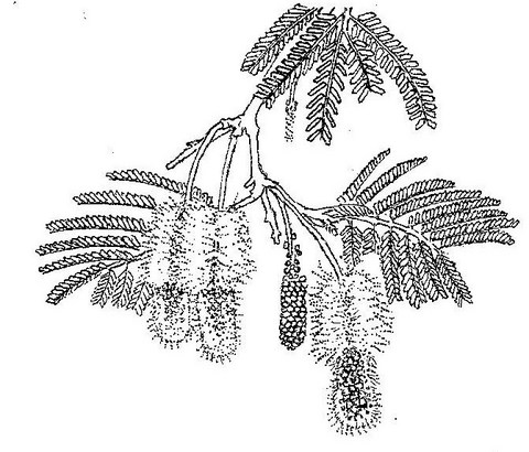 Dichrostachys cinerea Dichrostachys cinerea
