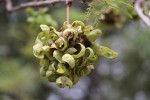 Dichrostachys cinerea