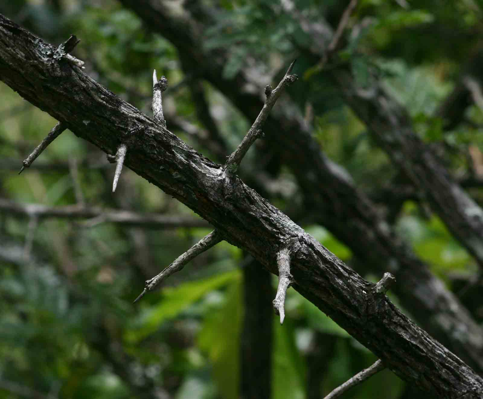 Dichrostachys cinerea Dichrostachys cinerea