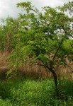 Dichrostachys cinerea