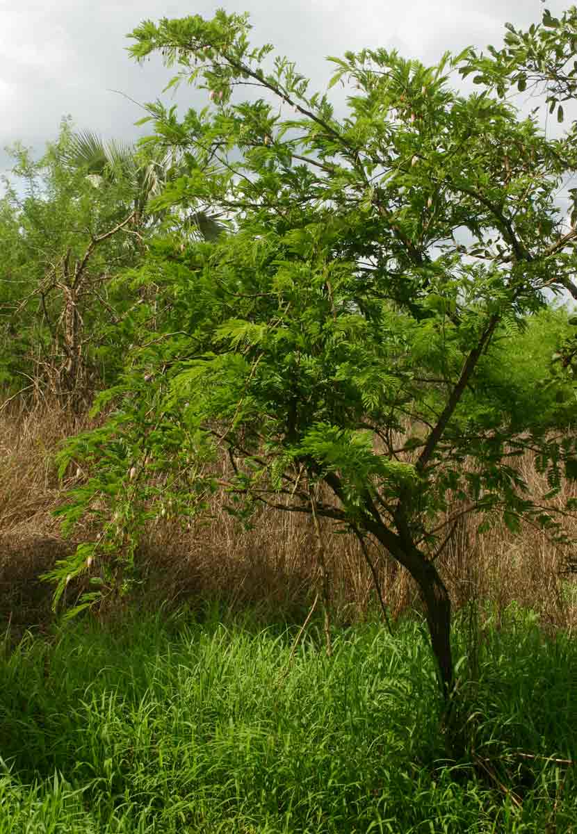 Dichrostachys cinerea Dichrostachys cinerea