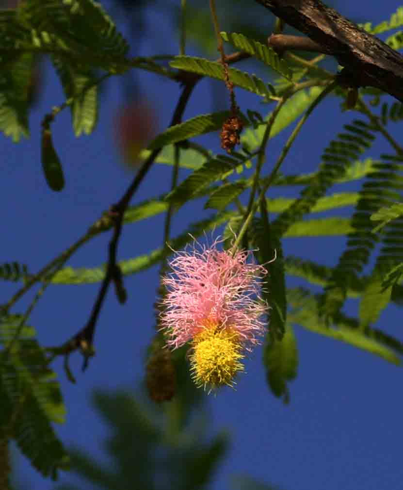 Dichrostachys cinerea Dichrostachys cinerea