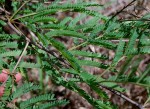 Dichrostachys cinerea