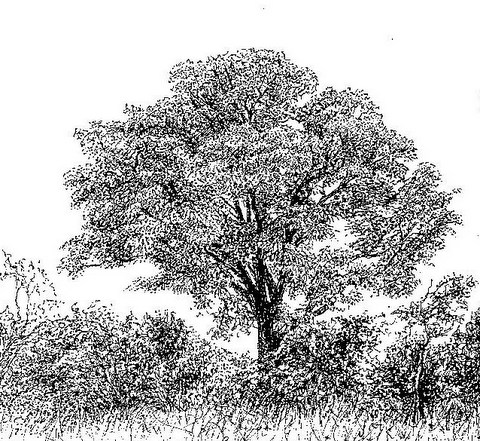Amblygonocarpus andongensis Amblygonocarpus andongensis