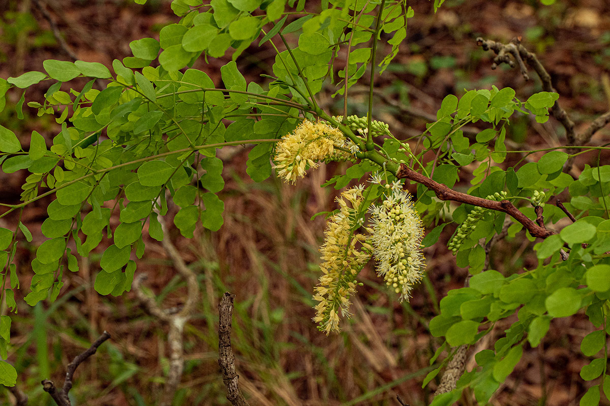 Amblygonocarpus andongensis Amblygonocarpus andongensis