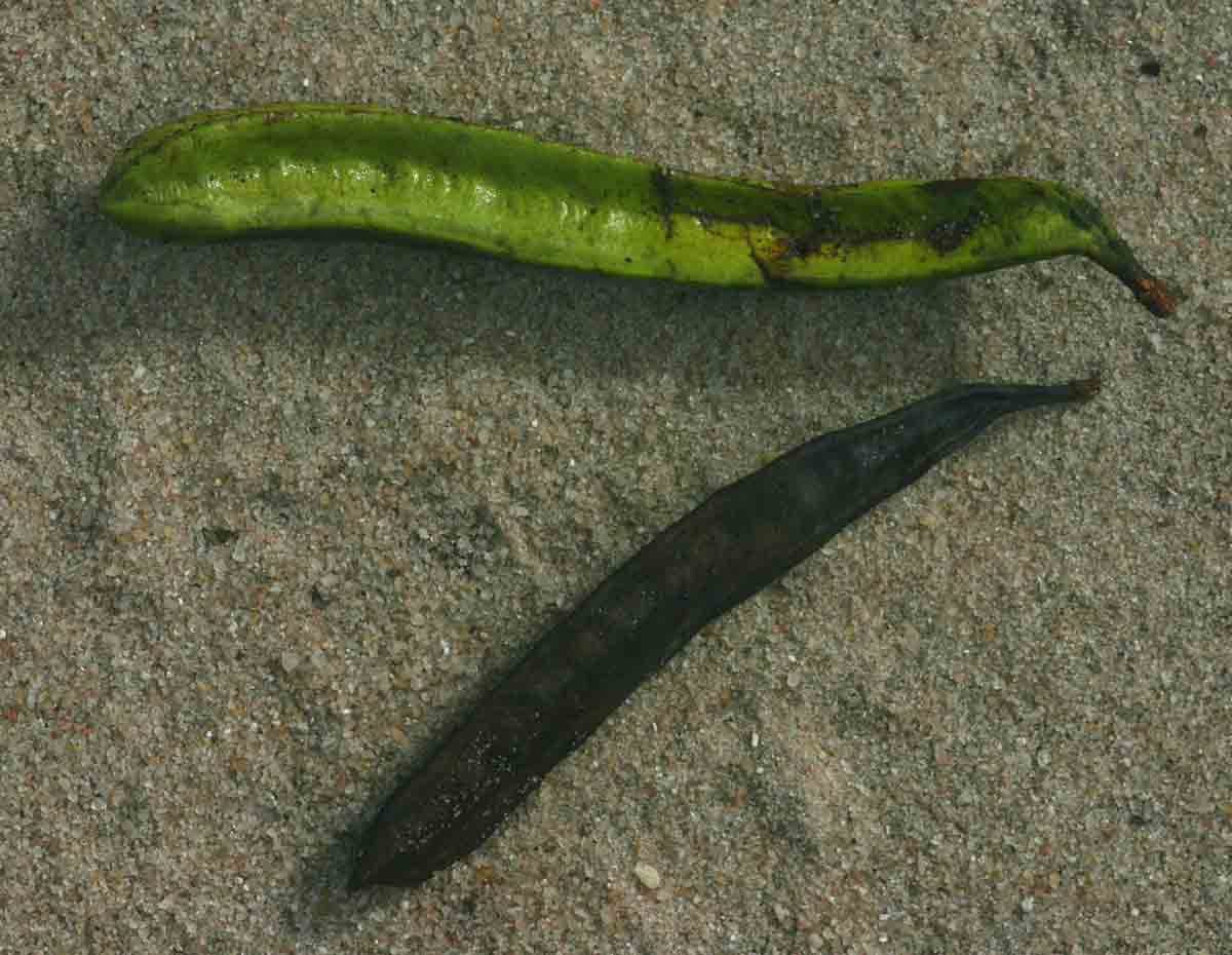 Amblygonocarpus andongensis Amblygonocarpus andongensis