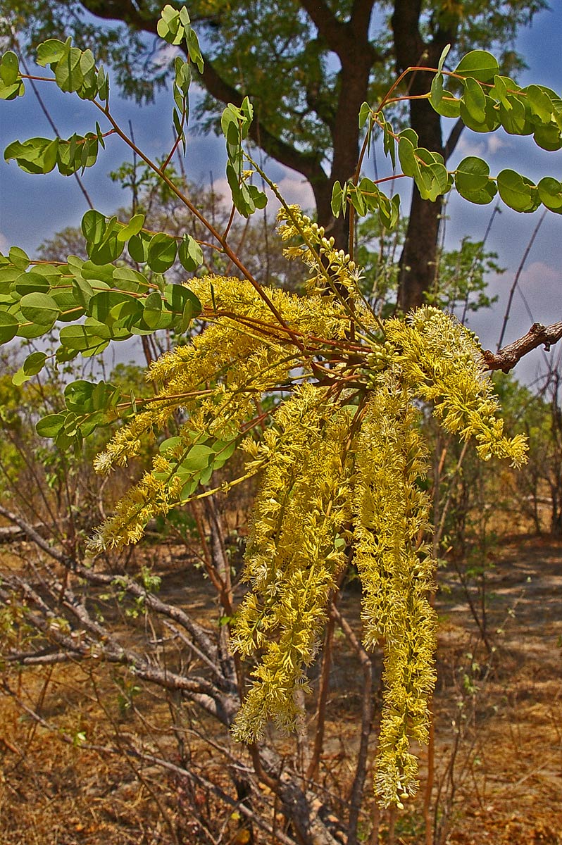 Amblygonocarpus andongensis Amblygonocarpus andongensis