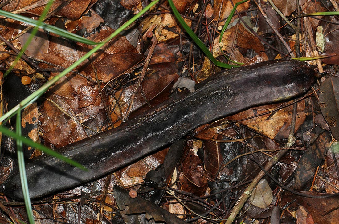 Amblygonocarpus andongensis Amblygonocarpus andongensis