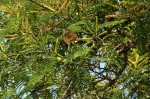 Entada abyssinica