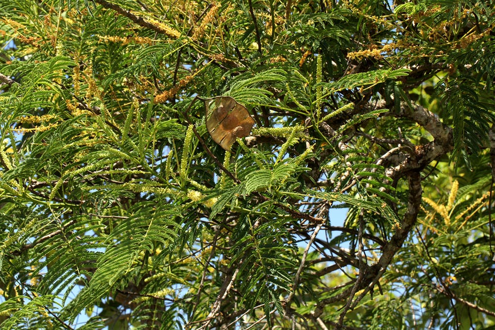 Entada abyssinica Entada abyssinica