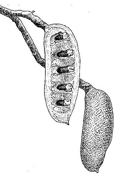 Afzelia quanzensis Afzelia quanzensis