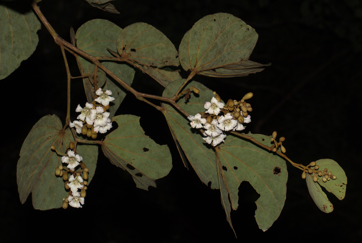 Piliostigma thonningii Piliostigma thonningii