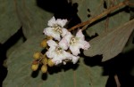 Piliostigma thonningii