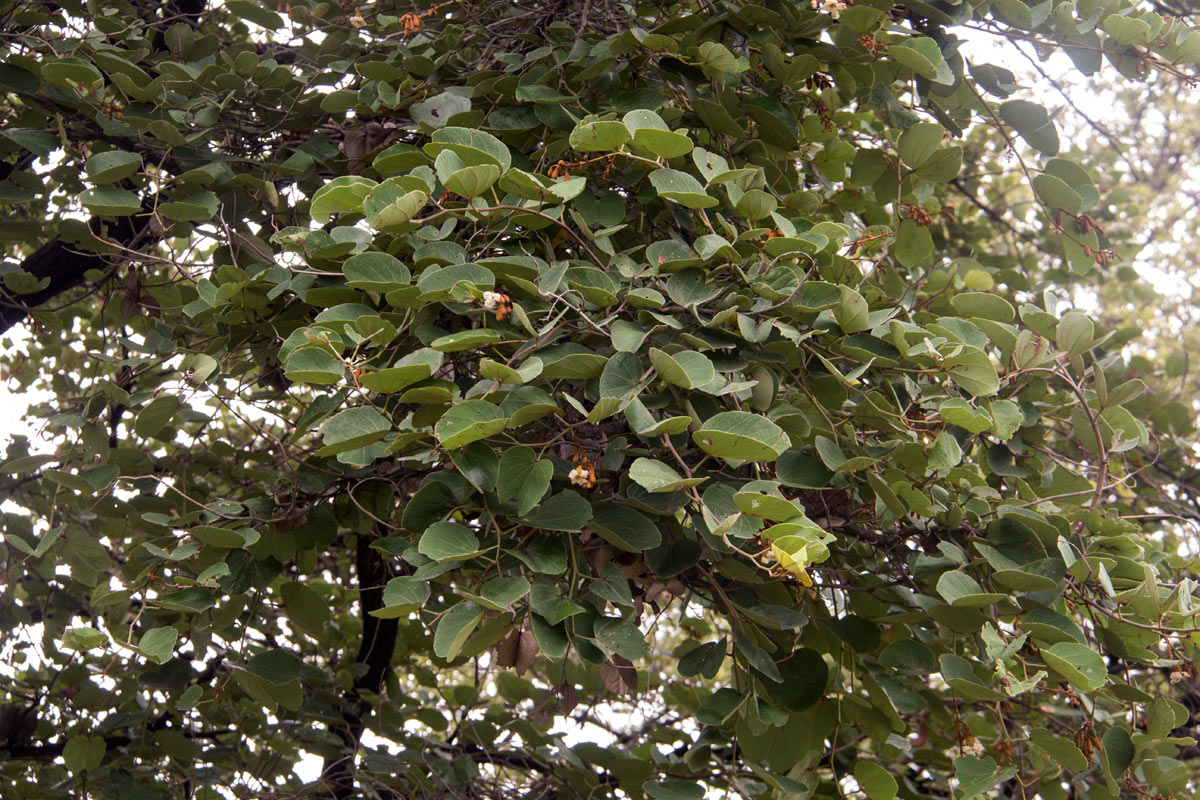 Piliostigma thonningii Piliostigma thonningii