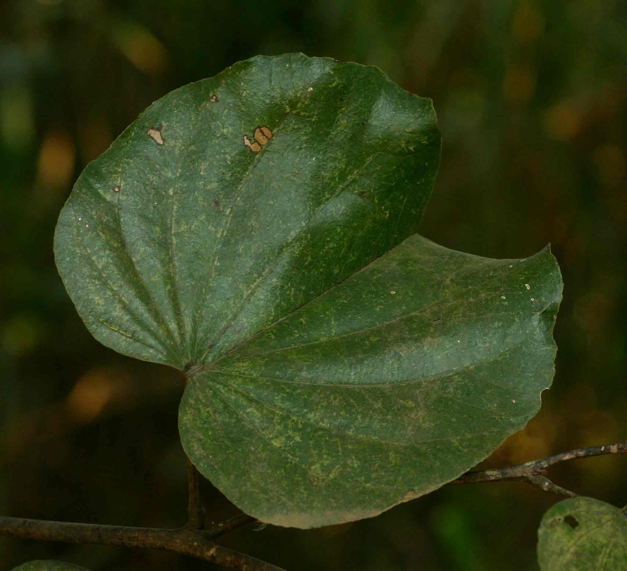 Piliostigma thonningii Piliostigma thonningii