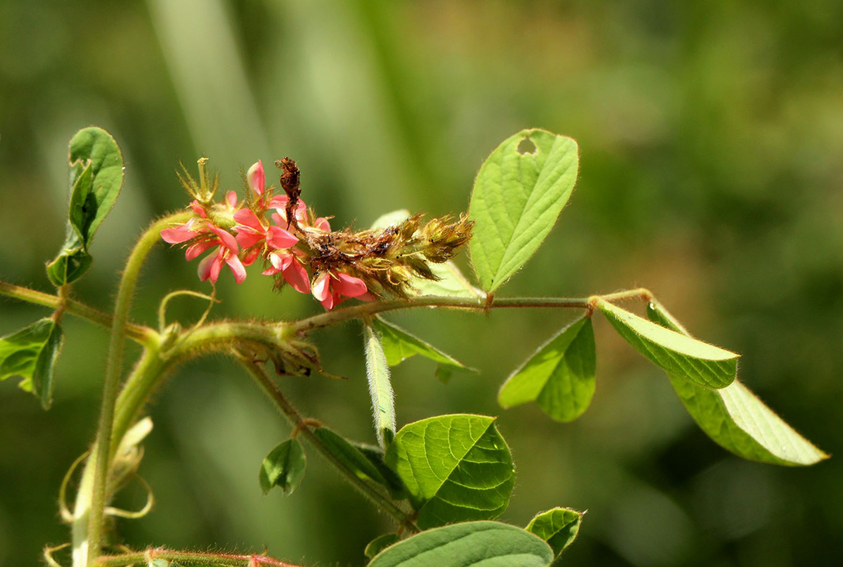 Indigofera hirsuta Indigofera hirsuta