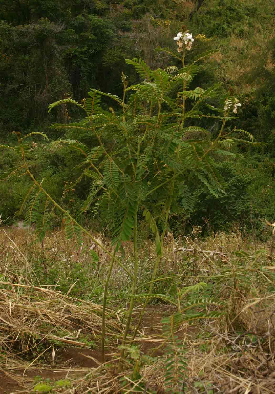 Tephrosia vogelii Tephrosia vogelii