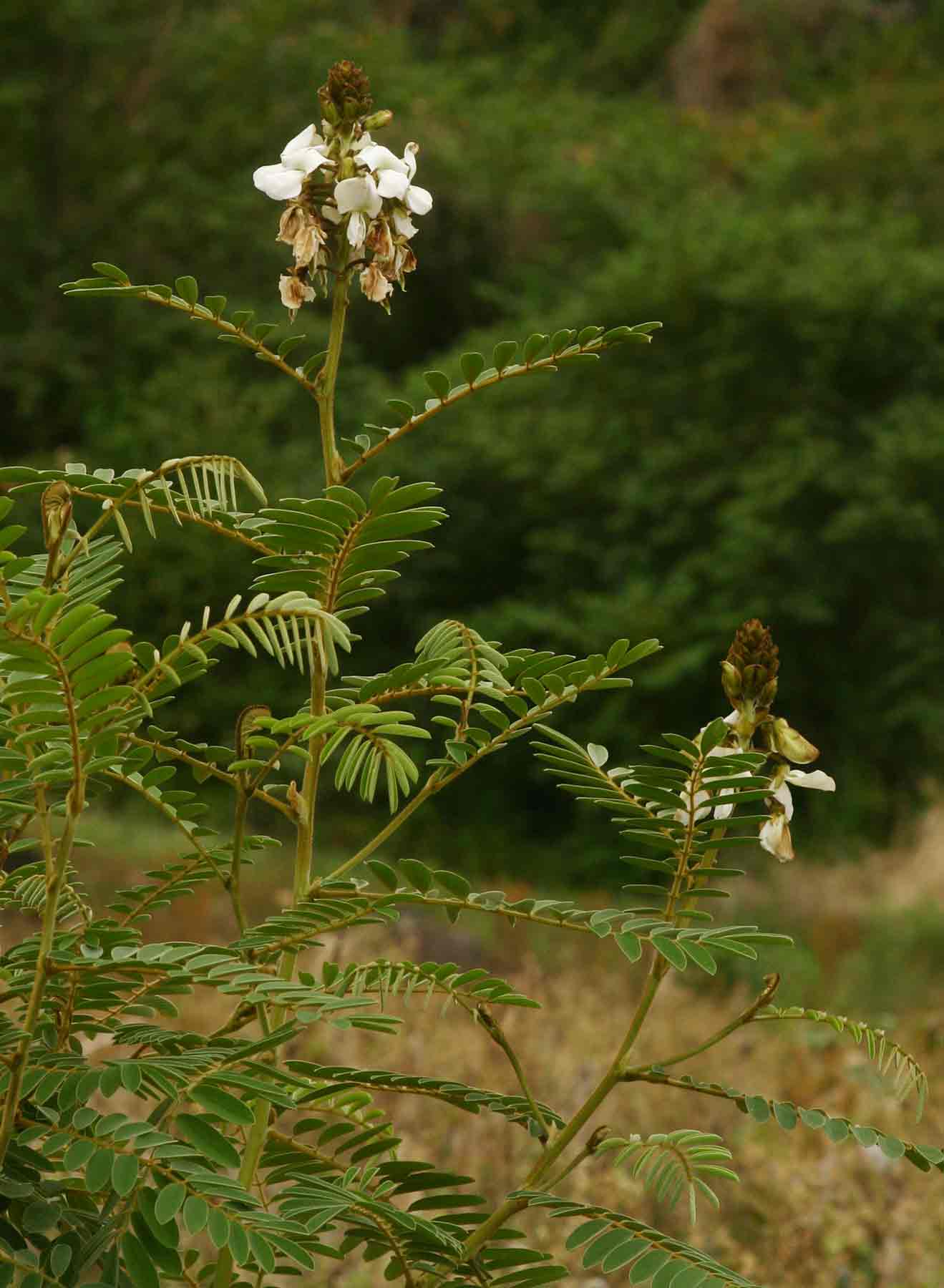 Tephrosia vogelii Tephrosia vogelii