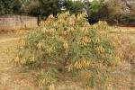 Tephrosia vogelii