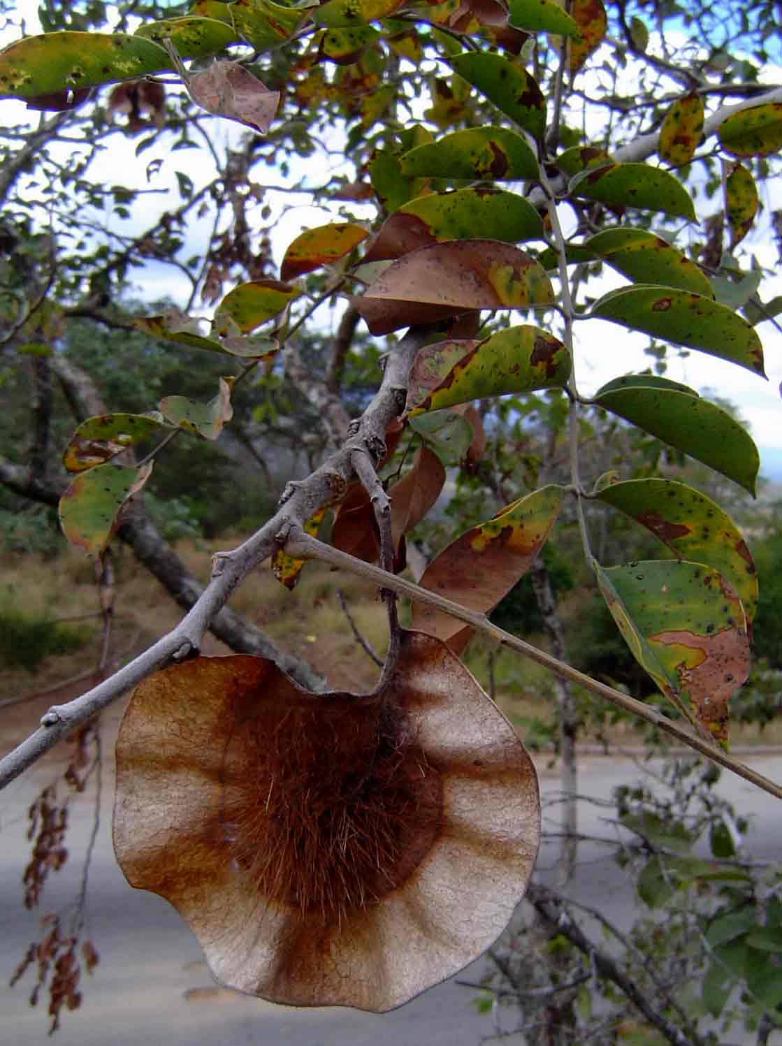 Pterocarpus angolensis Pterocarpus angolensis